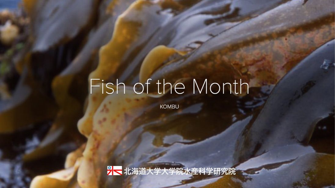 fish-of-the-month